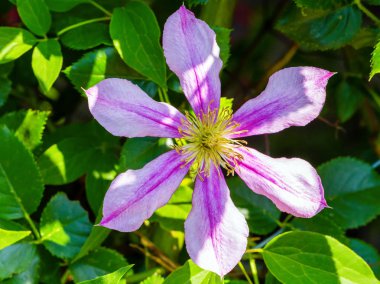 akasma çiçek portre