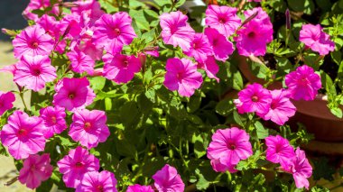 Petunya çiçek portre