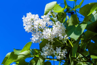 Leylak çiçeklenme yakın çekim