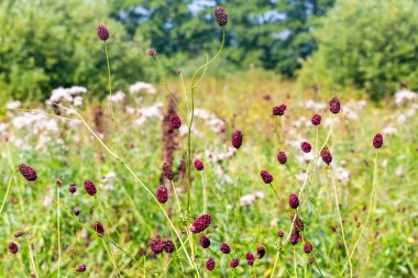 Sanguisorba officinalis otlar