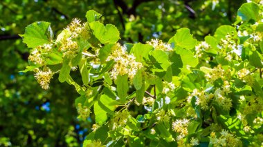 Kireç çiçekleri yakın çekim