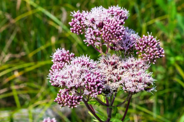 Eupatorium kaninum zbliżenie — Zdjęcie stockowe