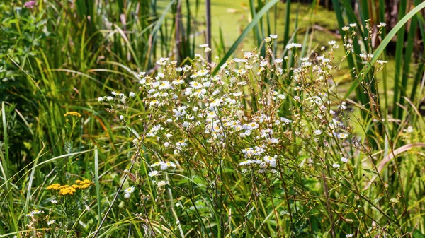 Veld bloemen landschap — Stockfoto