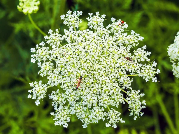 Квіти і комахи — стокове фото