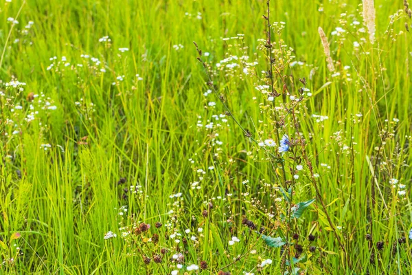 Feld Blumen Hintergrund — Stockfoto