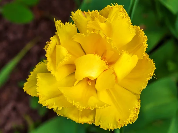 Gerafelde gele tulp — Stockfoto