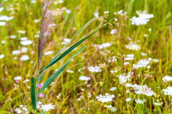 Phragmites australis erba — Foto Stock