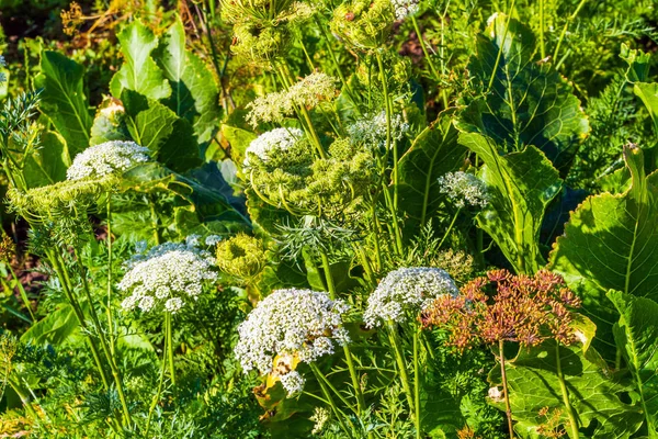 スパイス草の背景 — ストック写真