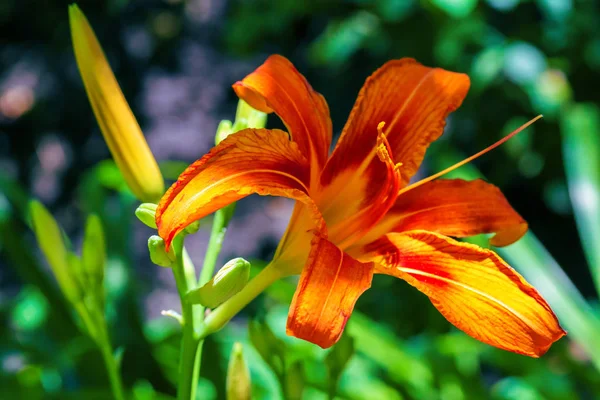 Hemerocallis fulva Nahaufnahme — Stockfoto