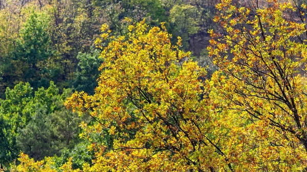 Höstlöv landskap — Stockfoto