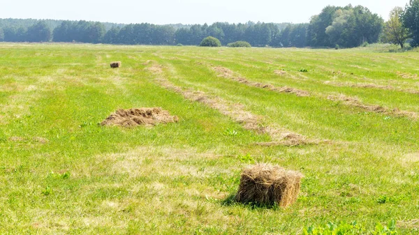 Meadow and hay — Stock Photo, Image