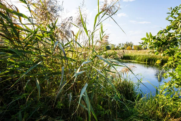 Reed ve nehir — Stok fotoğraf