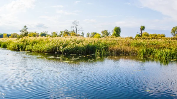 Folyó és a reed — Stock Fotó