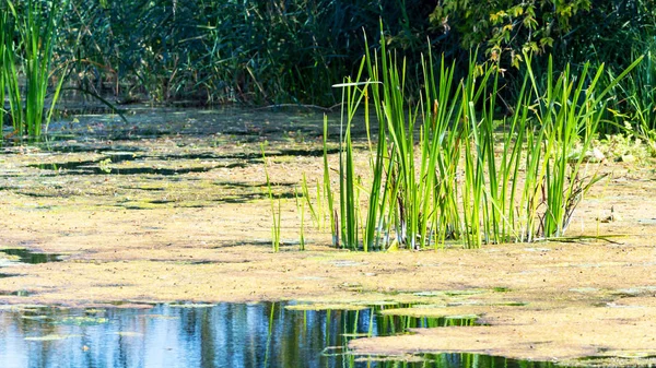 Sedge i sjön — Stockfoto