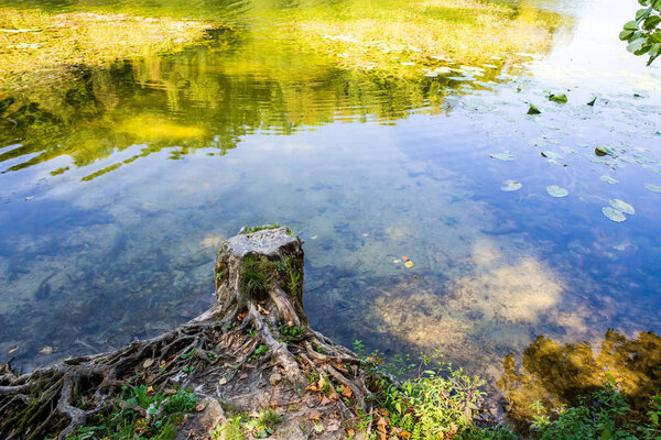 Stump and water