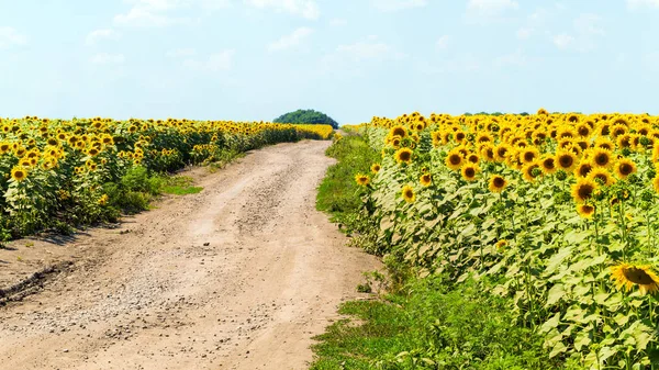 Campi di girasole paesaggio — Foto Stock