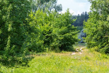 Orman ve toprak yol ile doğa manzarası