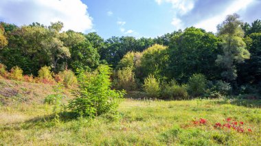 Bitkiler ve ağaçlarla dolu yaz manzarası