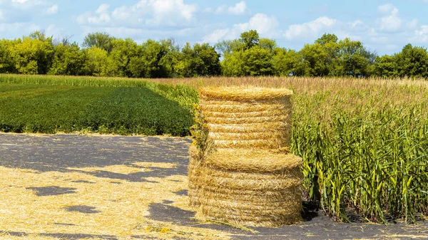 Landscape Harvesting Straw Bales — Stock Photo, Image