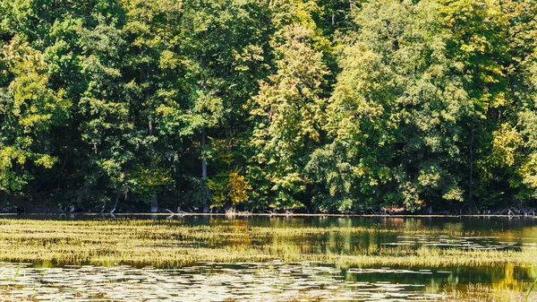 木々や湖のある風景 — ストック写真