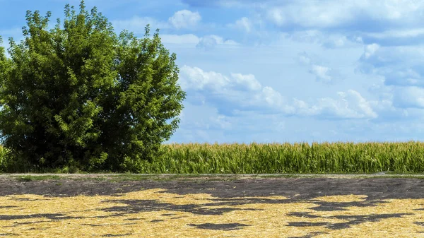 Paysage Avec Champ Plantation Cultures Arbres — Photo