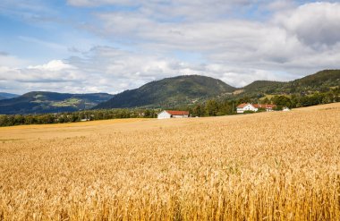 Buğday alan, dağlar ve Norveç'te Köyü manzara.