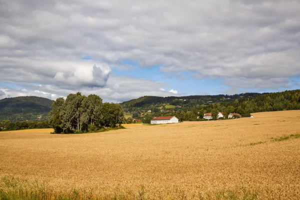 Landschaft Mit Weizenfeld Bäumen Und Dorf Norwegen — Stockfoto