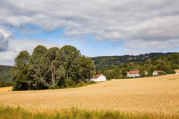 Пейзаж Пшеничным Полем Деревьями Деревьями Норвегии — стоковое фото