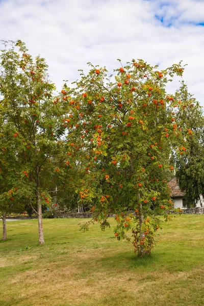 Giardino Frutta Con Alberi Sorbo Nel Villaggio Norvegia — Foto Stock