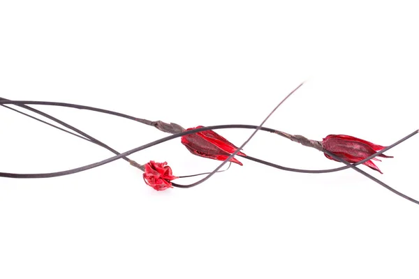 Röda Torkade Blommor Isolerad Vit Bakgrund — Stockfoto