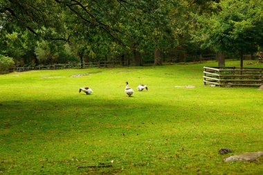 Skansen park, ilk açık hava Müzesi ve ada Djurgarden üzerinde bulunan Hayvanat Bahçesi, kaz ile geleneksel arka bahçe.
