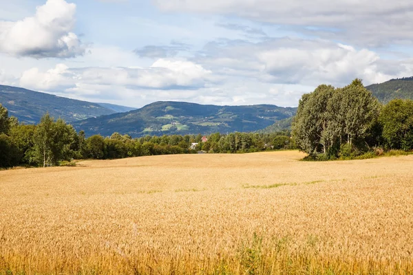 Buğday Alan Ağaçlar Norveç Köyü Manzara — Stok fotoğraf