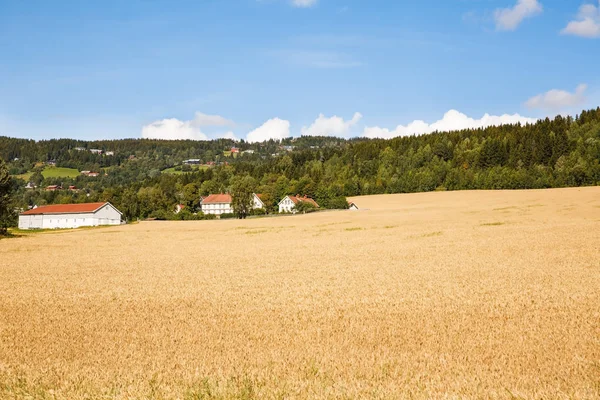 Paisaje Con Campo Trigo Árboles Pueblo Noruega —  Fotos de Stock