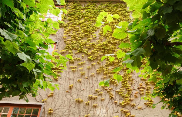 Oslo ノルウェーの建物の壁の植物 — ストック写真