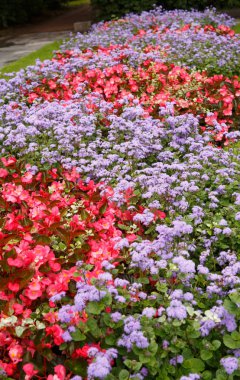 Oslo, Norveç'te parkta renkli çiçekler.