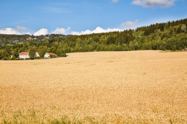Buğday alan, ağaçlar ve Norveç'te Köyü manzara.