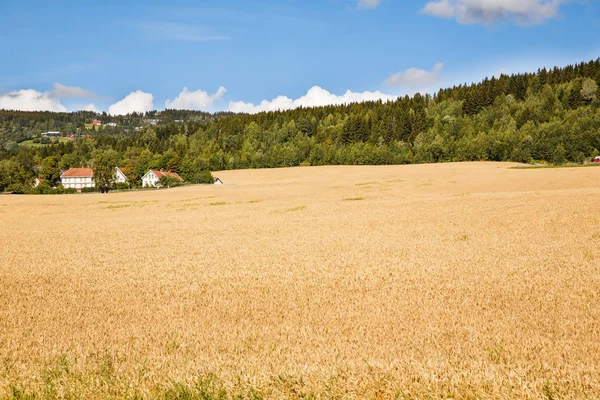 Paisaje Con Campo Trigo Árboles Pueblo Noruega —  Fotos de Stock