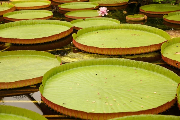 Seerosenblätter Und Blüten Auf Dem Teichwasser — Stockfoto