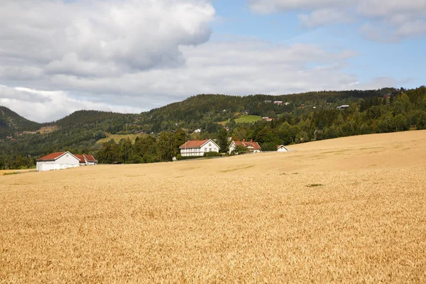 Paisagem Com Campo Trigo Árvores Aldeia Noruega — Fotografia de Stock