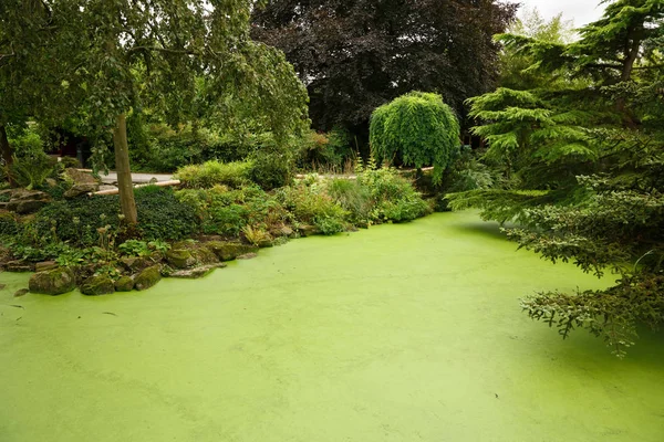 Jardin Japonais Avec Étang Arbres — Photo