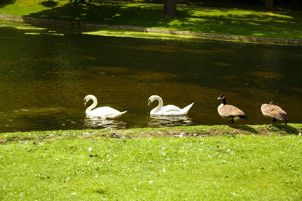 白い羽の白鳥とブリュッセル ベルギーのレオポルド公園のガチョウ — ストック写真