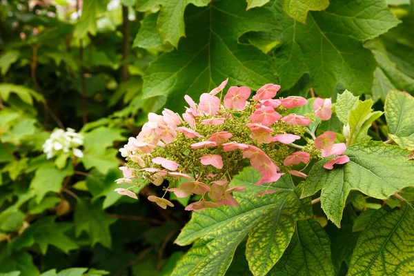 Rózsaszín Virágok Közelről Kép — Stock Fotó