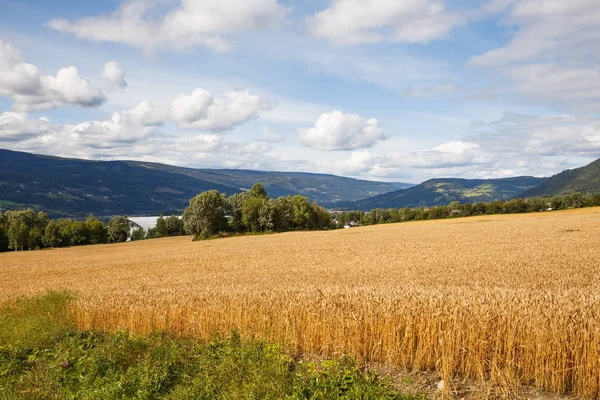 Paisaje Con Campo Trigo Árboles Montañas Noruega —  Fotos de Stock