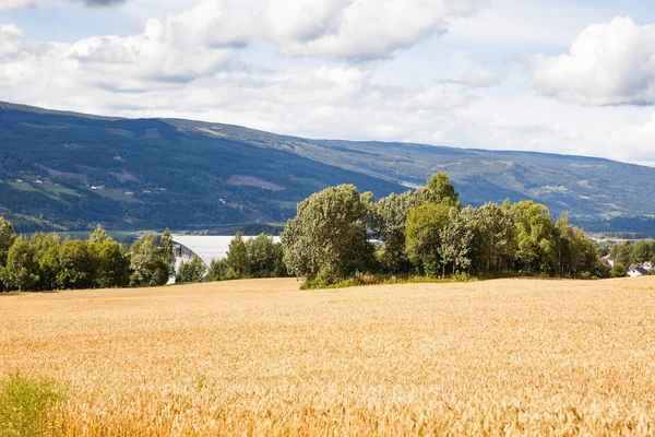 Krajina Pšeničné Pole Stromy Horami Norsku — Stock fotografie