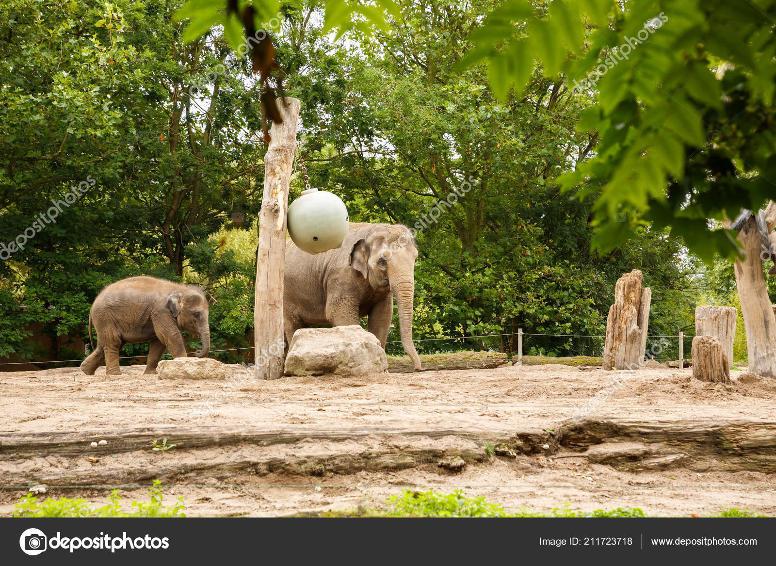 Mother Baby Elephants Walking Park Stock Photo C Ruzanna