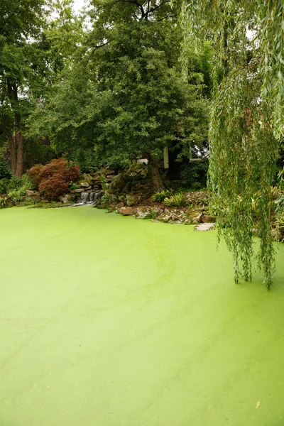 Jardin Japonais Avec Étang Arbres — Photo