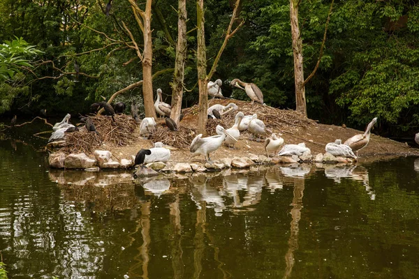 Gruop Pelicanos Dálmatas Pelecanus Crispus Descansando Pequena Ilha Sob Árvores — Fotografia de Stock