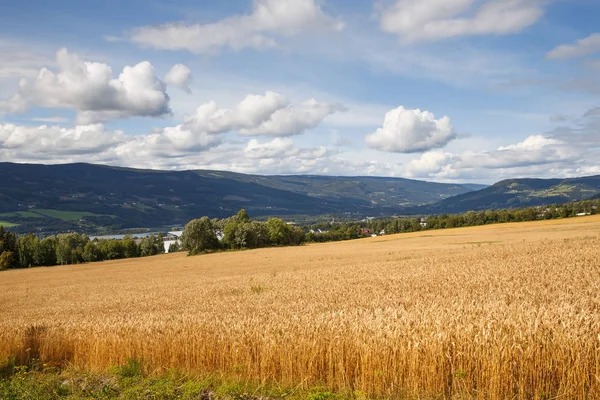 Пейзаж Пшеничным Полем Деревьями Горами Норвегии — стоковое фото