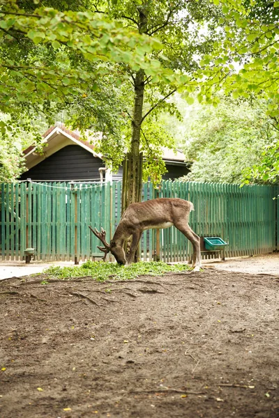 Veado Vermelho Zoológico — Fotografia de Stock