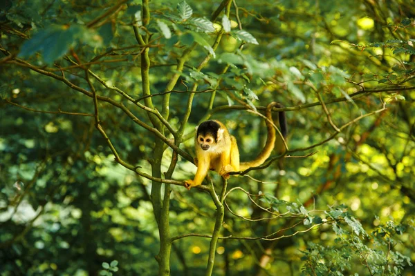 Squirrel Monkey Saimiri Boliviensis Sitting Tree Branch Green Leaves — Stock Photo, Image